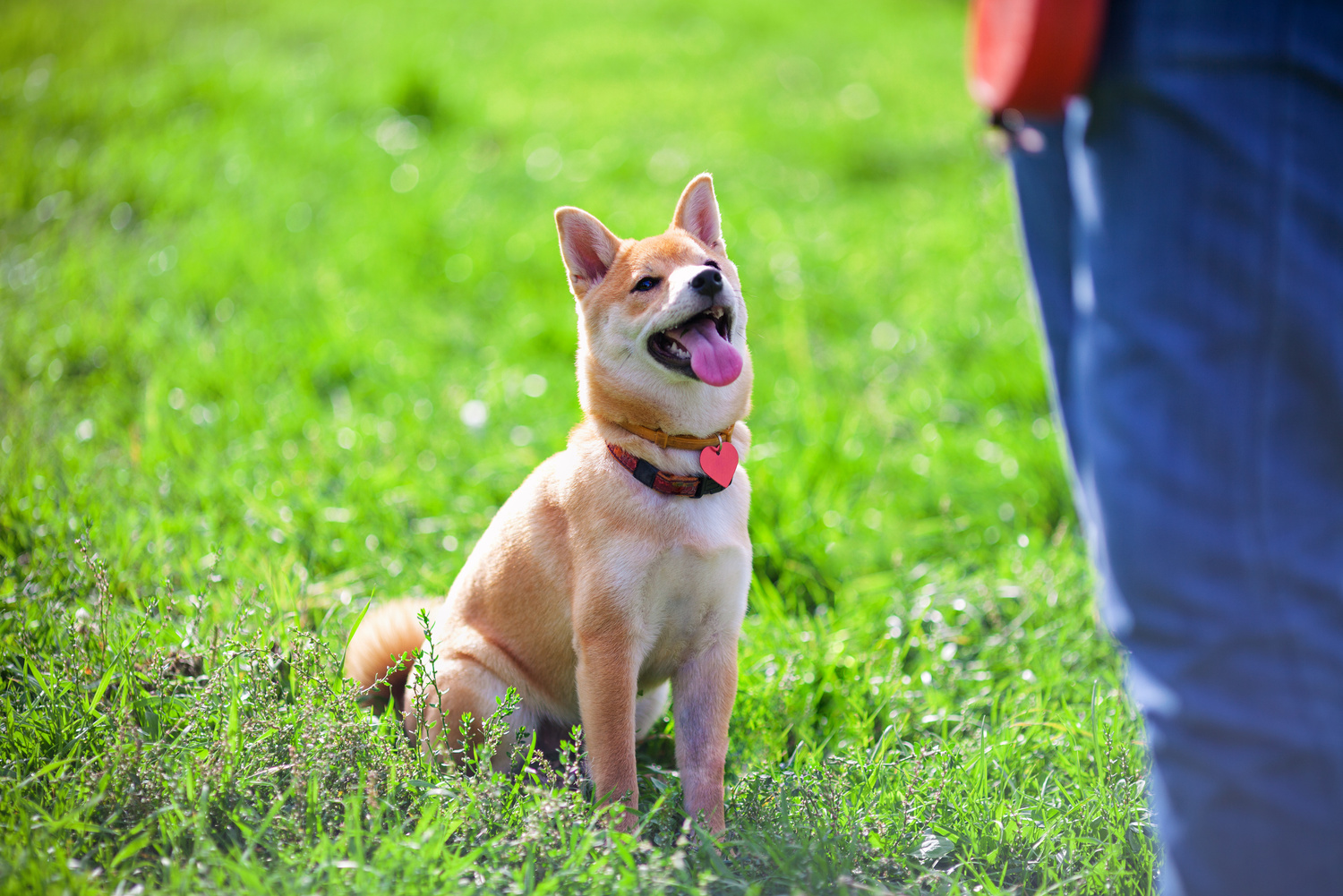 Training with dog