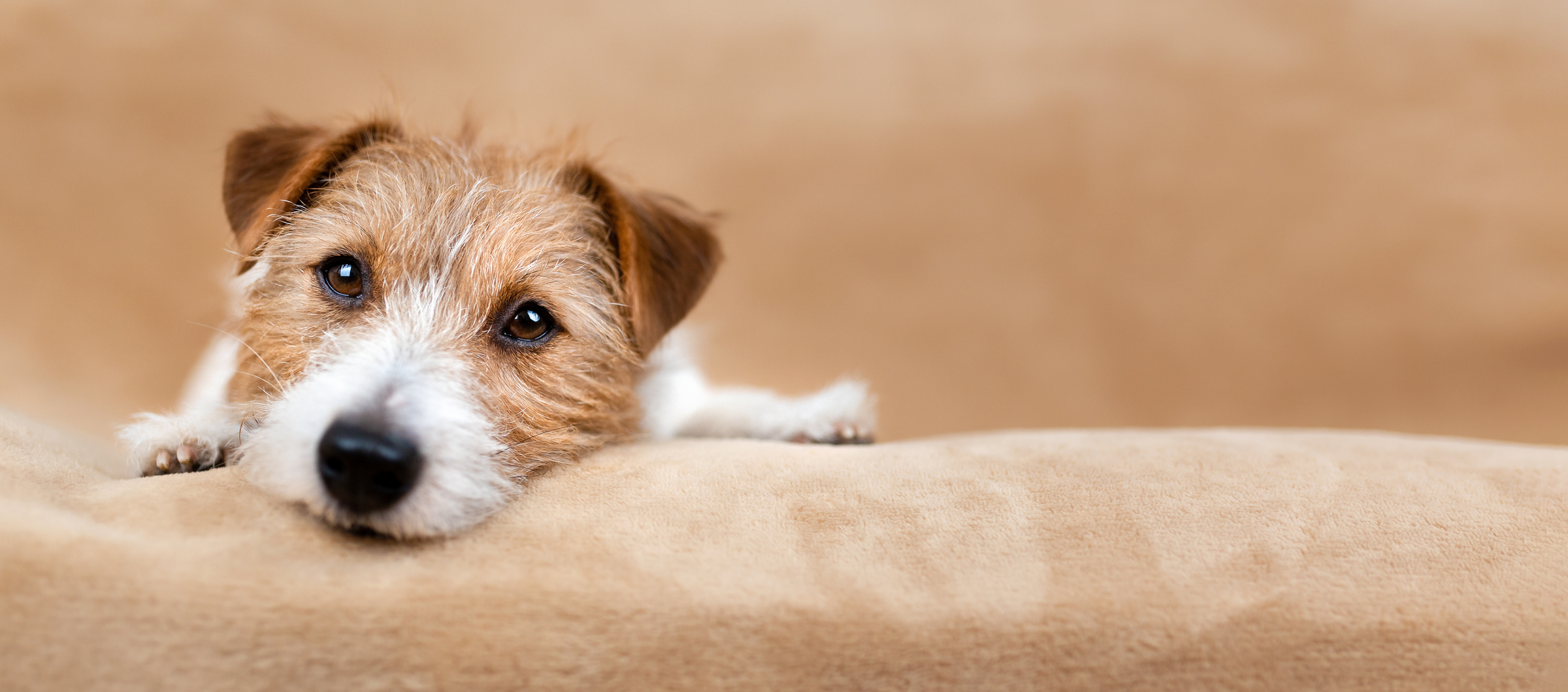 Cute jack russell terrier, national dog day banner or background